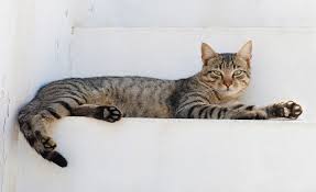 Princess the cat